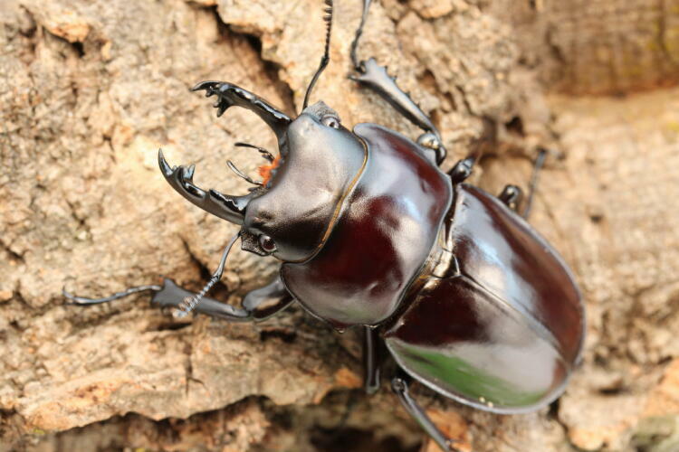 ヤエヤママルバネクワガタ飼育記