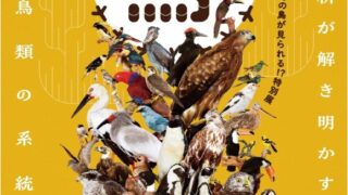 特別展「鳥 ～ゲノム解析が解き明かす新しい鳥類の系統～」を開催し