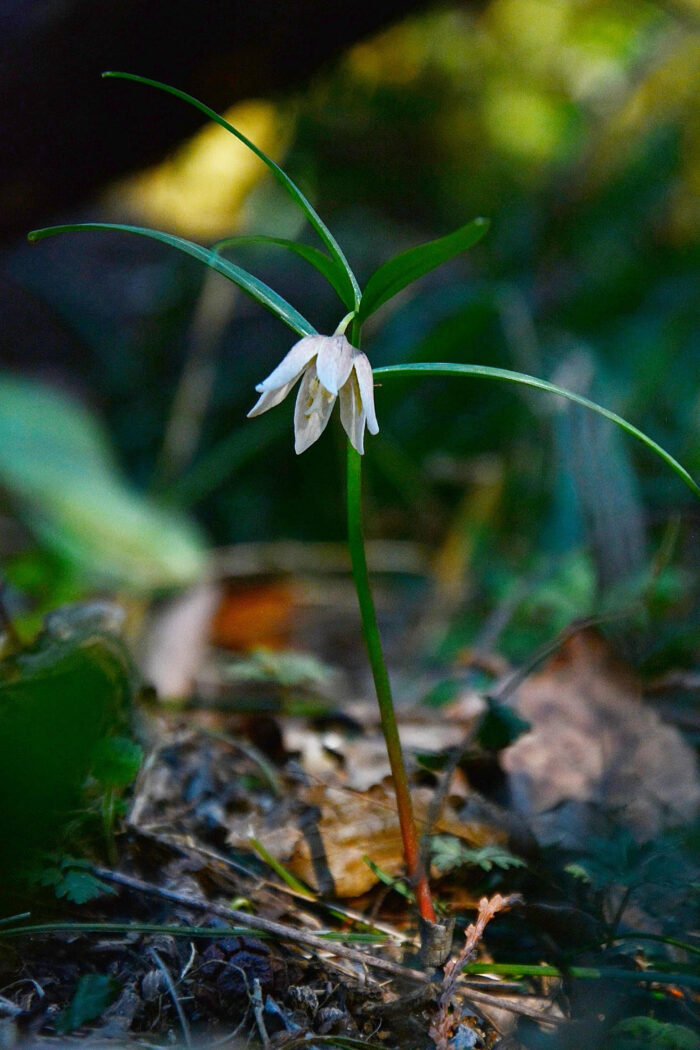 カイコバイモとコシノコバイモ咲く |