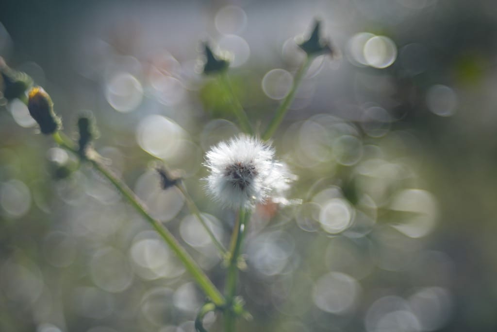 Fujinon 55mm f2.2 review作例 M42マウント バブルボケが出る富士