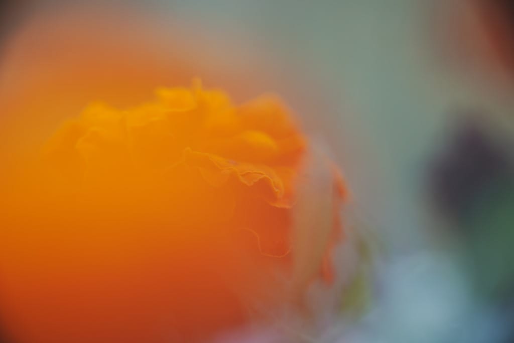 OM ZUIKO AUTO MACRO 90㎜ F2 レビュー作例 Olympusオリンパス銘玉