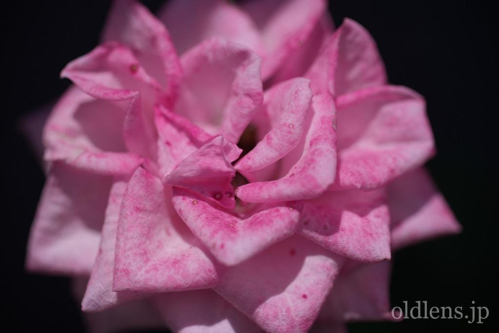 TAMRON SP 90mm F2.5 Macro 52BB レビュー作例 2代目タムキューポート