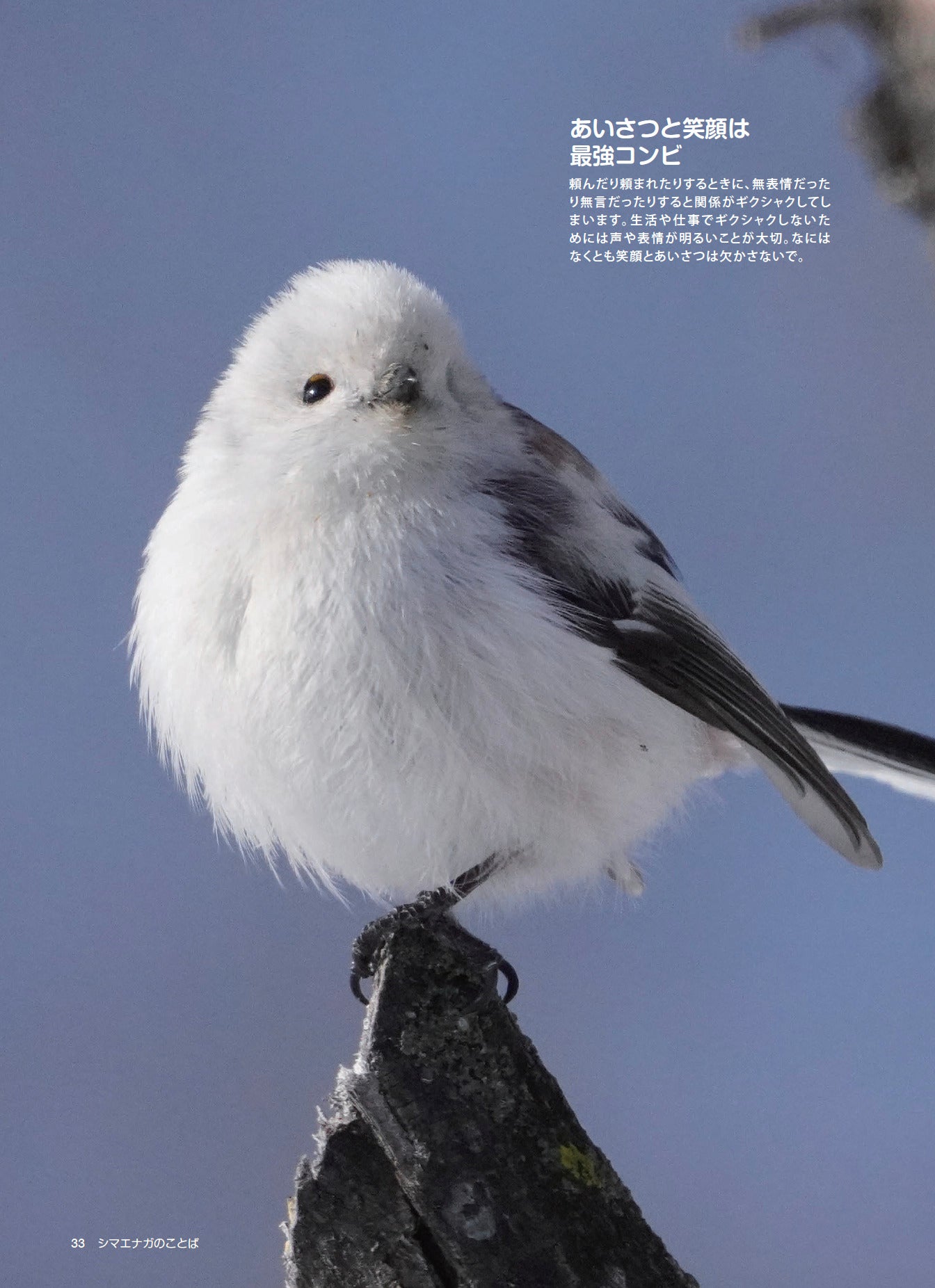 書籍】心が軽くなる シマエナガのことば(M1913) – ブティック社 公式