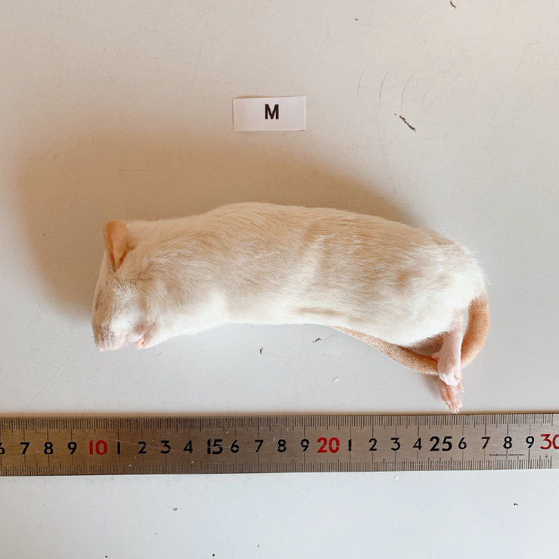最短当日発送】冷凍ラット（アダルトM）4匹パック(~170g)｜リトル