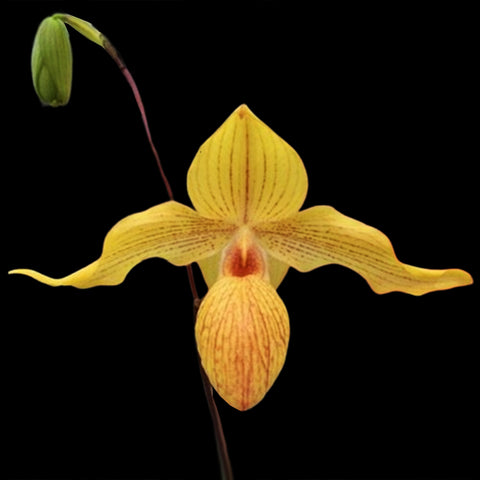 March General Preorder 26 (Pre-selecting) – Orchidmart