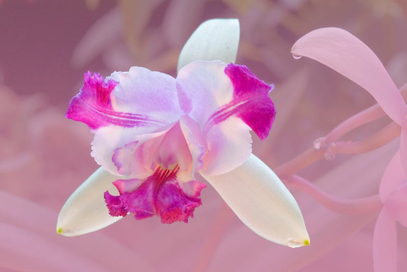 Laelia Orchids, The Mayflower Orchids | Orchid Republic – Orchid