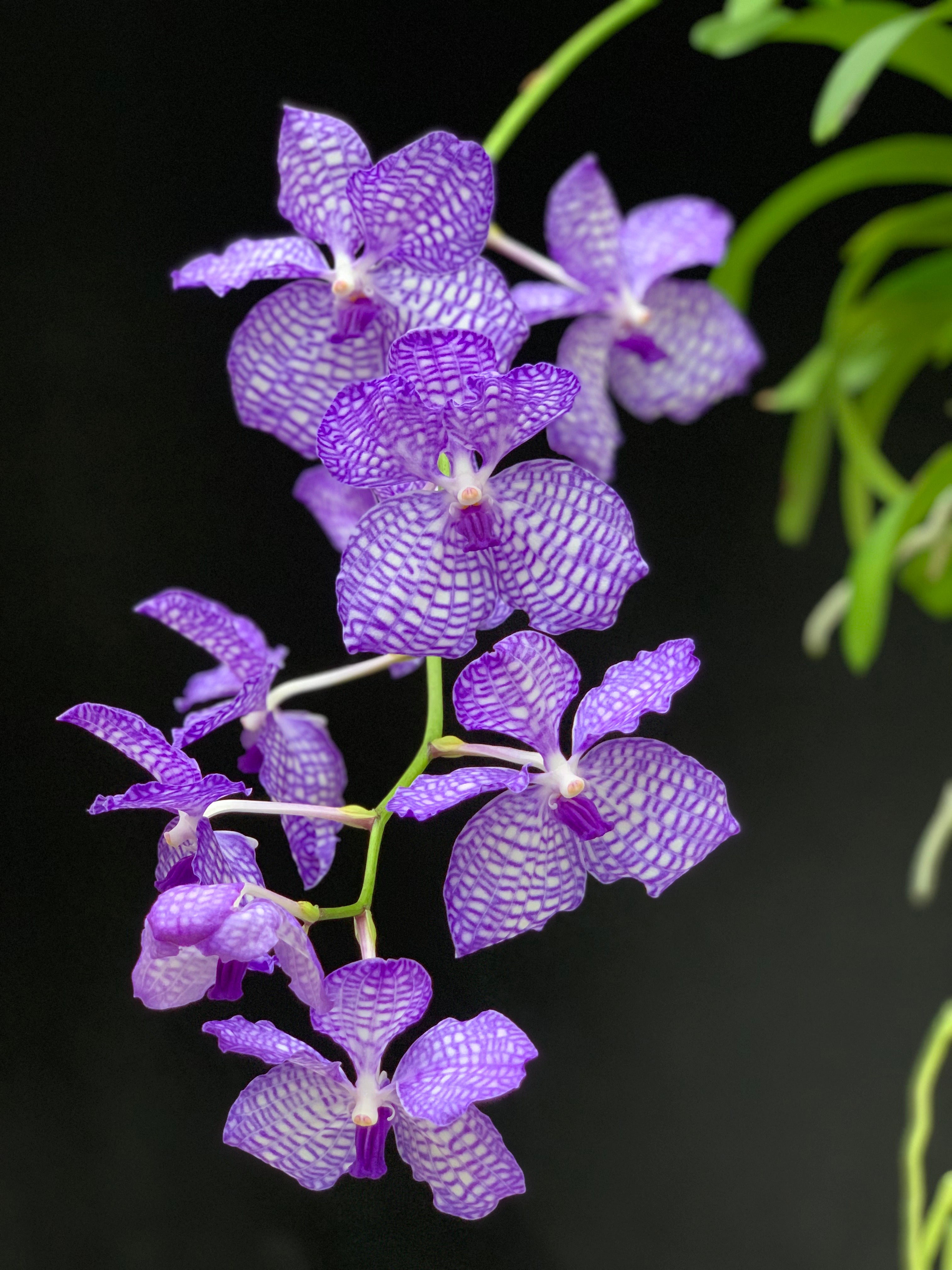 Orchids from Southeast Asia
