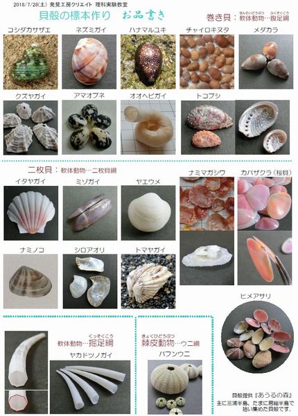 発見工房クリエイト理科実験教室『貝殻の標本作り』: あうるの森