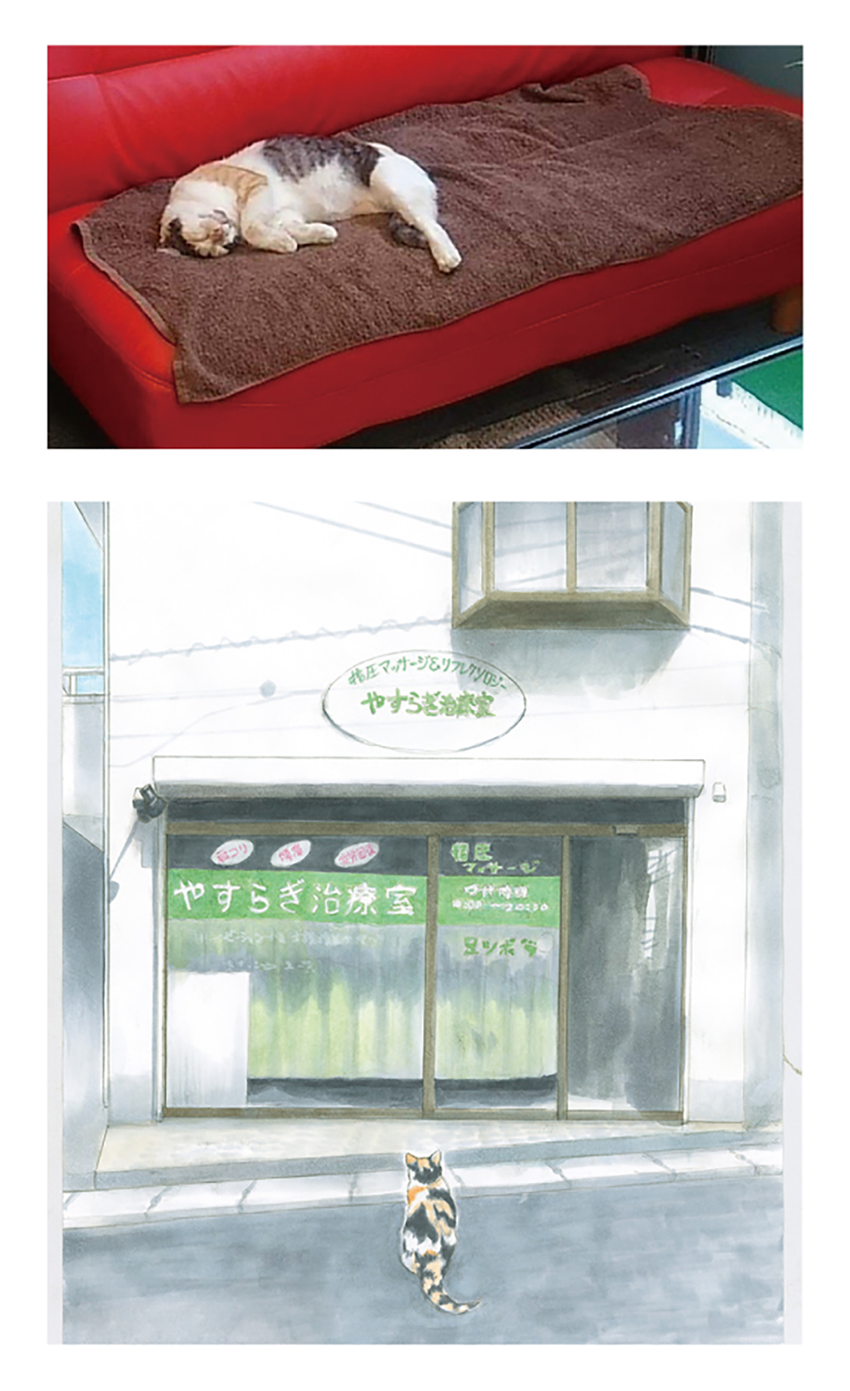 世界は優しさで溢れている！ 外猫だったミケちゃんを治療室内に