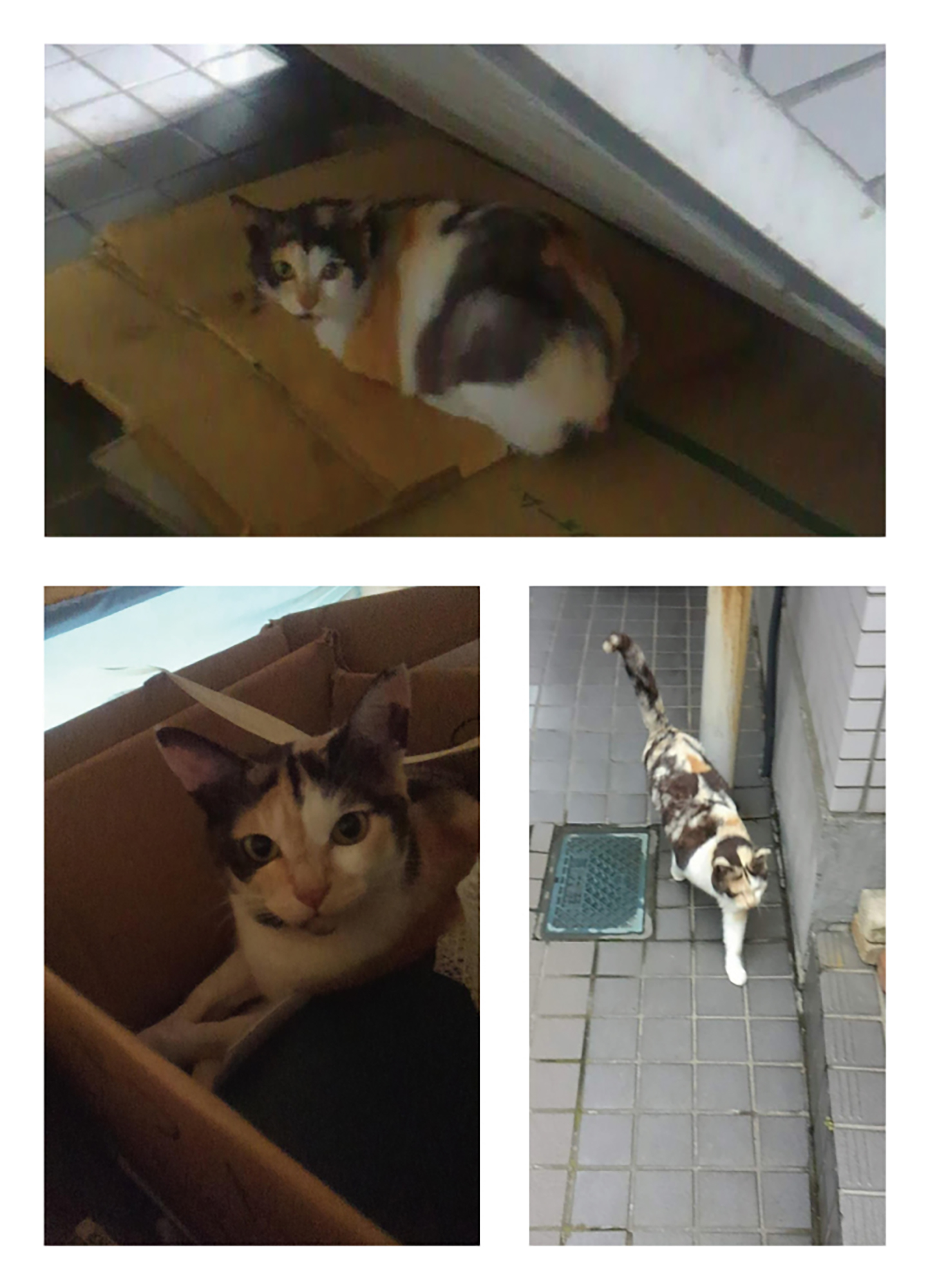 世界は優しさで溢れている！ 外猫だったミケちゃんを治療室内に