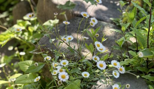 日々のこと - 音の絵