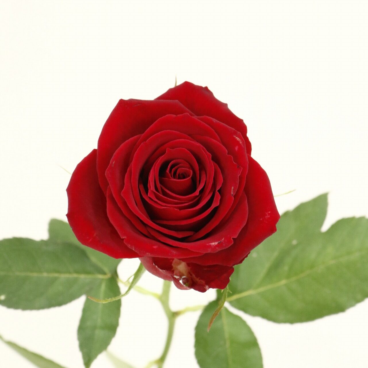 栃木大田会｜こだわりの薔薇 - 株式会社大田花き