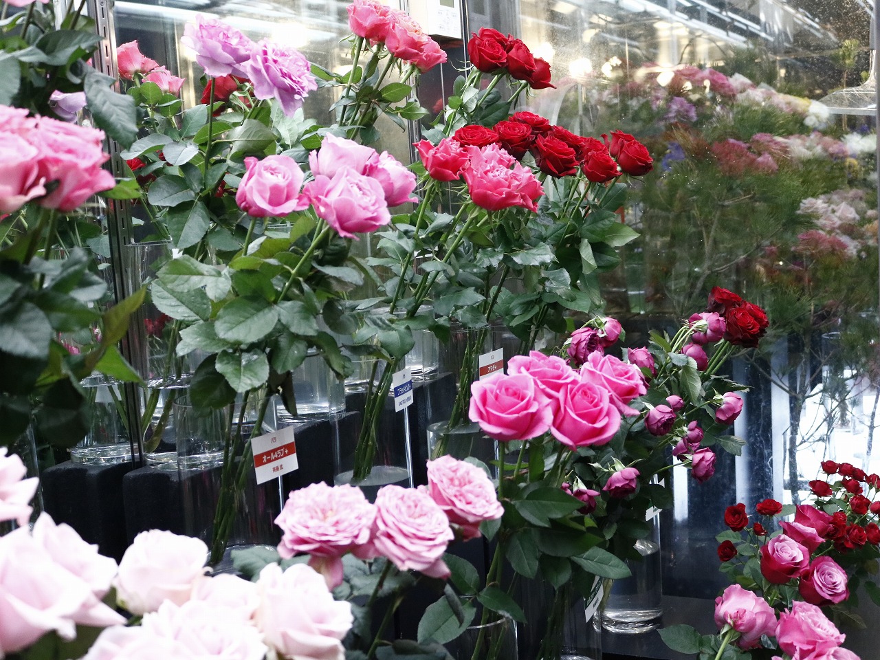 栃木大田会｜こだわりの薔薇 - 株式会社大田花き