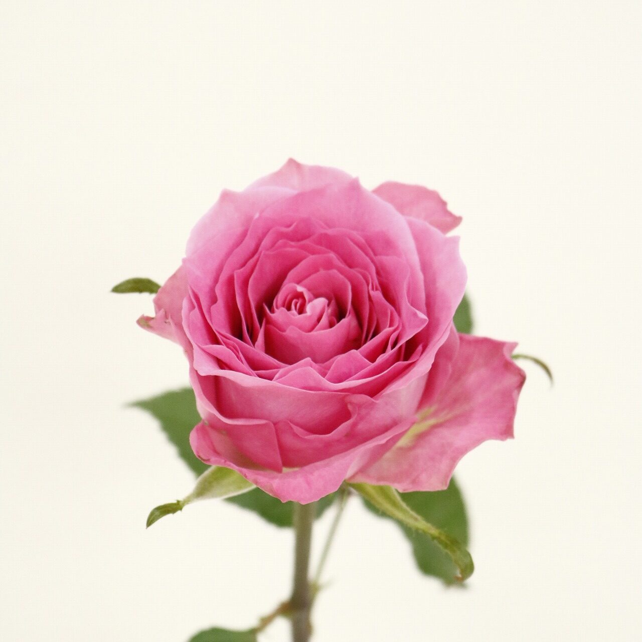 栃木大田会｜こだわりの薔薇 - 株式会社大田花き