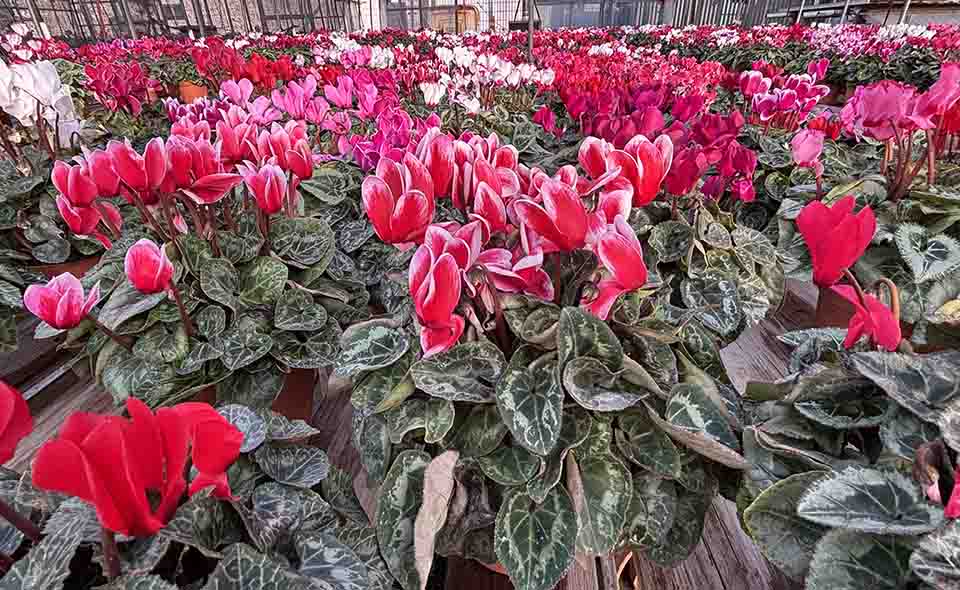 仲池上】シクラメン販売中〜君島園芸【2025】 ｜ おーたふる 大田区