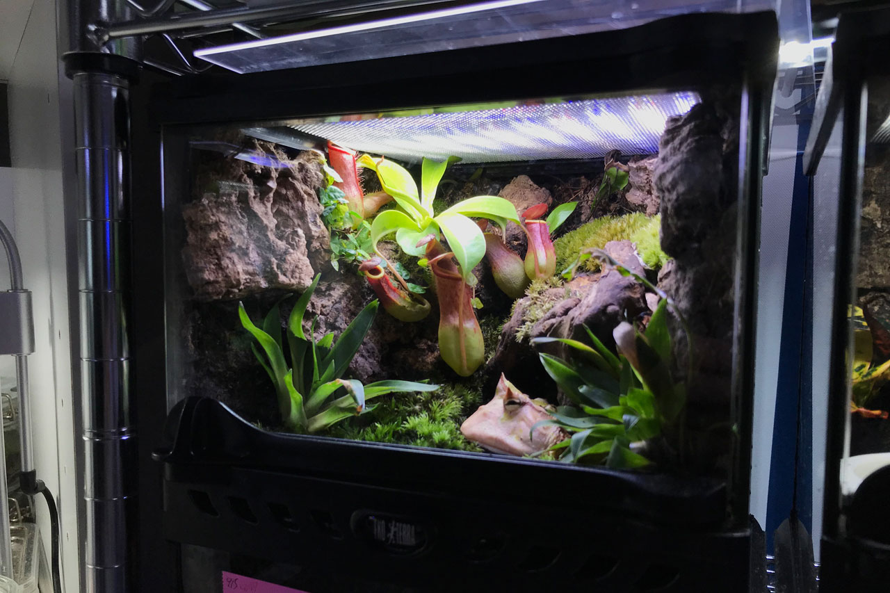 定番製品！「グラステラリウム ナノ キューブ」実使用レビュー