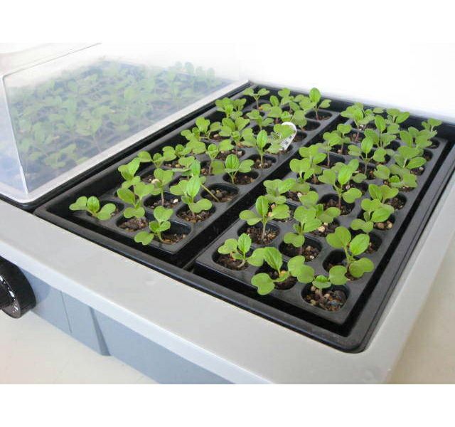 発芽育苗器 愛菜花 (あいさいか) PG-10 加温用 温度調節ダイヤル付