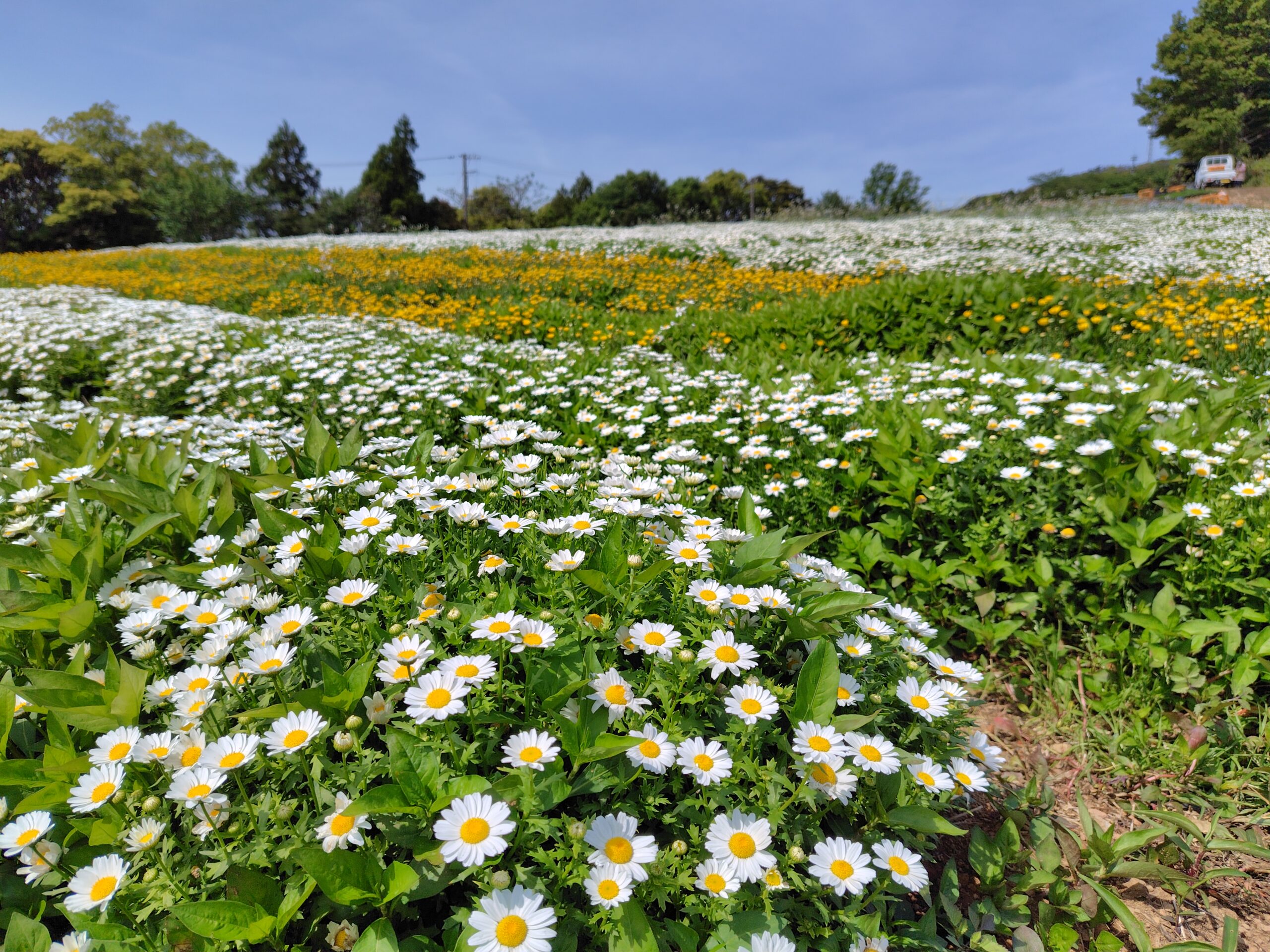 花咲農園』お花畑無料開放中です☆ - 一般社団法人 大月町観光協会