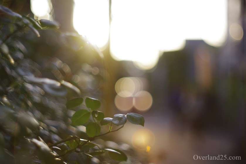 Auto Yashinon 5.5cm F1.8 – 発色の良さときらめくボケ。富岡光学の