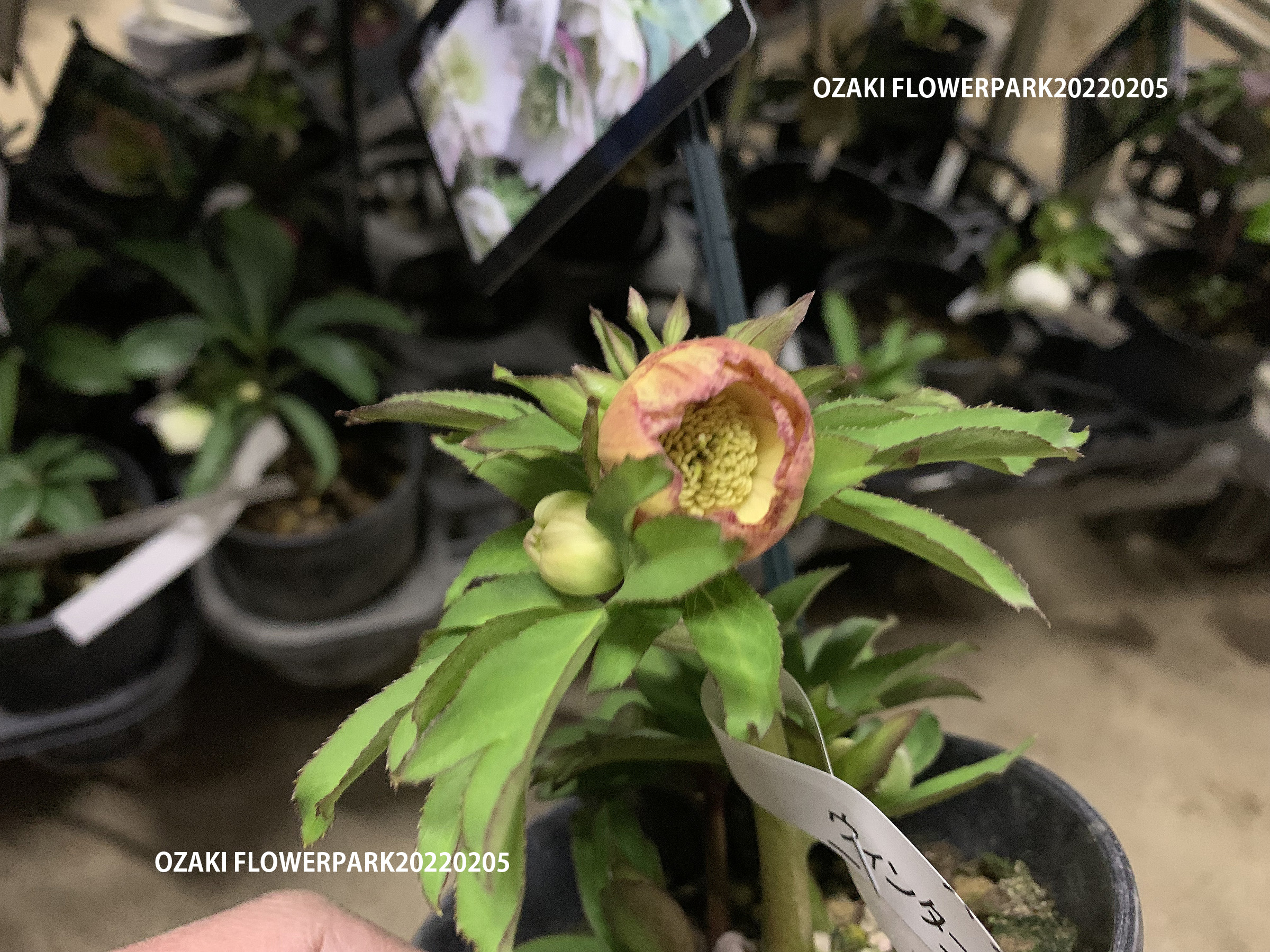 1F|クリスマスローズ入荷情報です！ | オザキフラワーパーク | オザキ