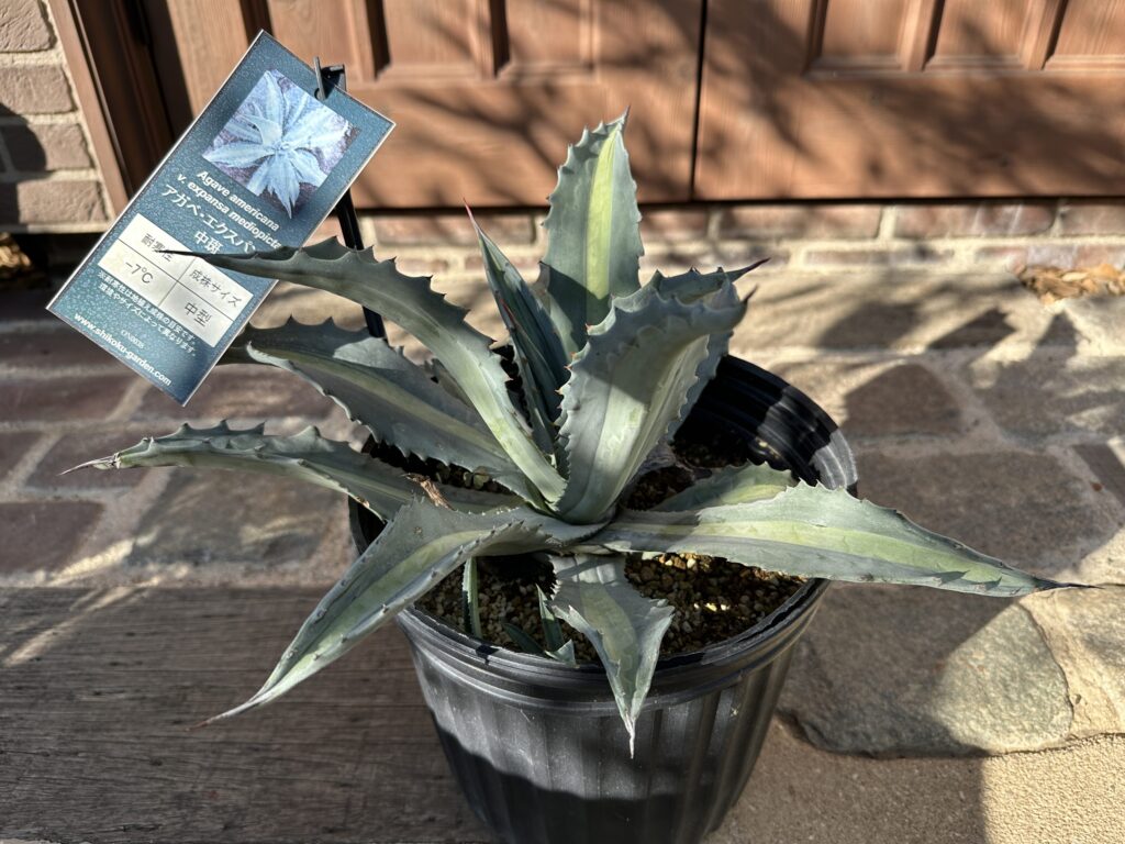 ドライガーデンおすすめ商品ご案内！ | オザキフラワーパーク | オザキ