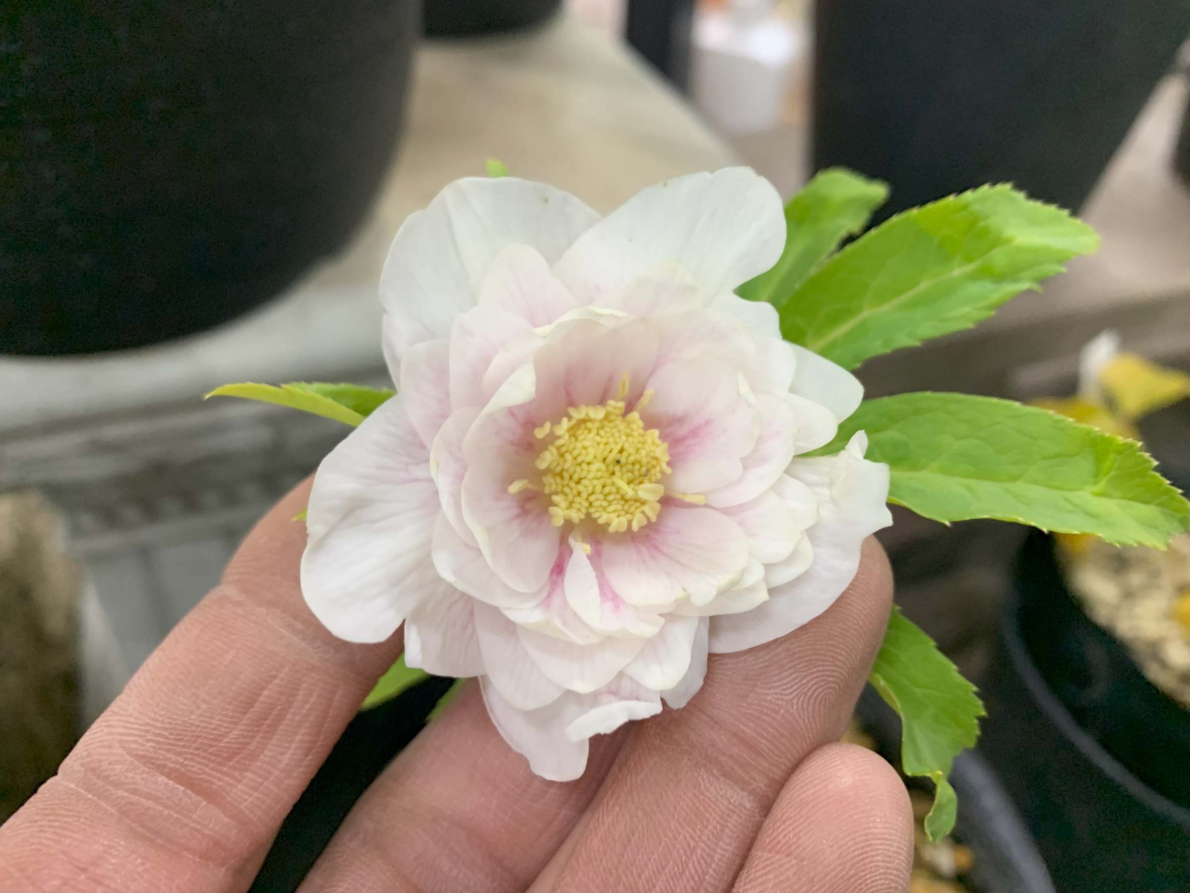 1F|入荷商品ピックップ(クリスマスローズなど!) | オザキフラワー