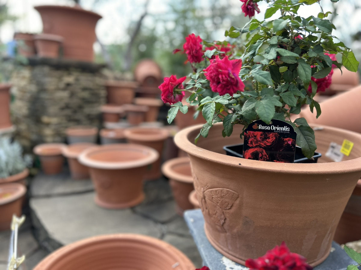 英国の高級植木鉢ウィッチフォード入荷致しました【Whichford Pottery