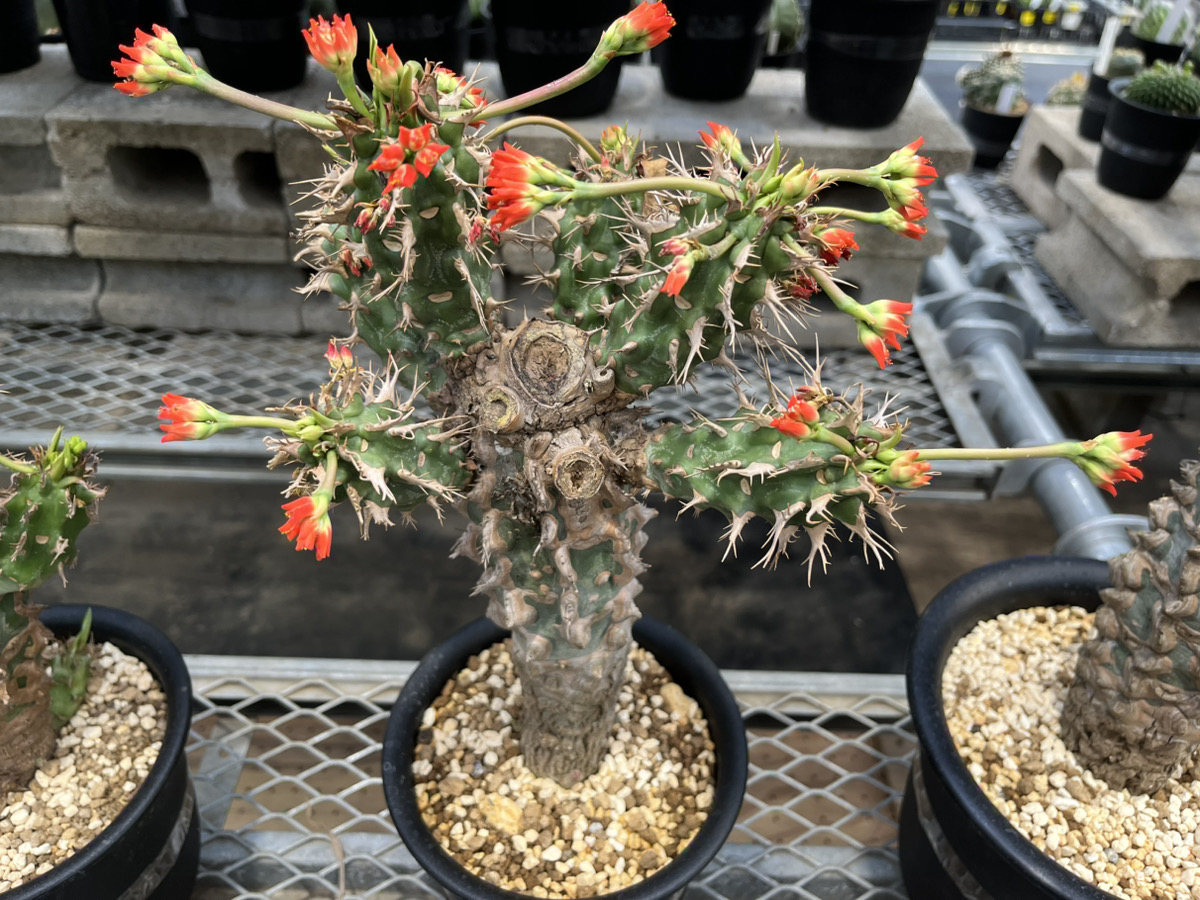 乾き物植物追加！（サボテンなど） | オザキフラワーパーク | オザキ