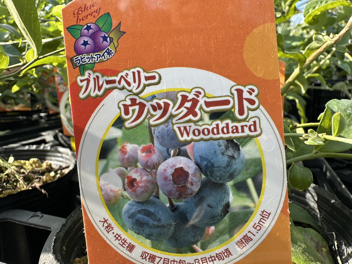 イシヅキさんのイチジク・石黒さんのブルーベリー入荷しました