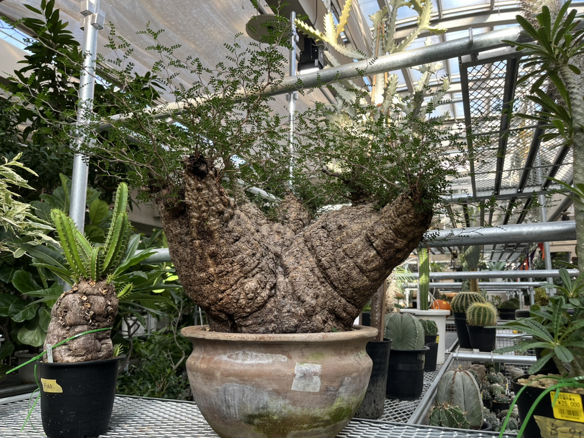 オペルクリカリア パキプス再降臨！！！ | オザキフラワーパーク