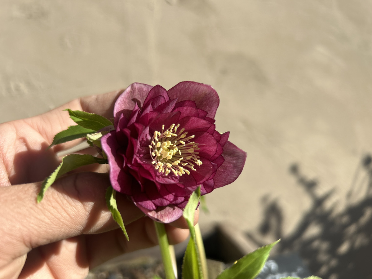 いよいよシーズン開始!! 加藤農園クリスマスローズ大集合!! | オザキ