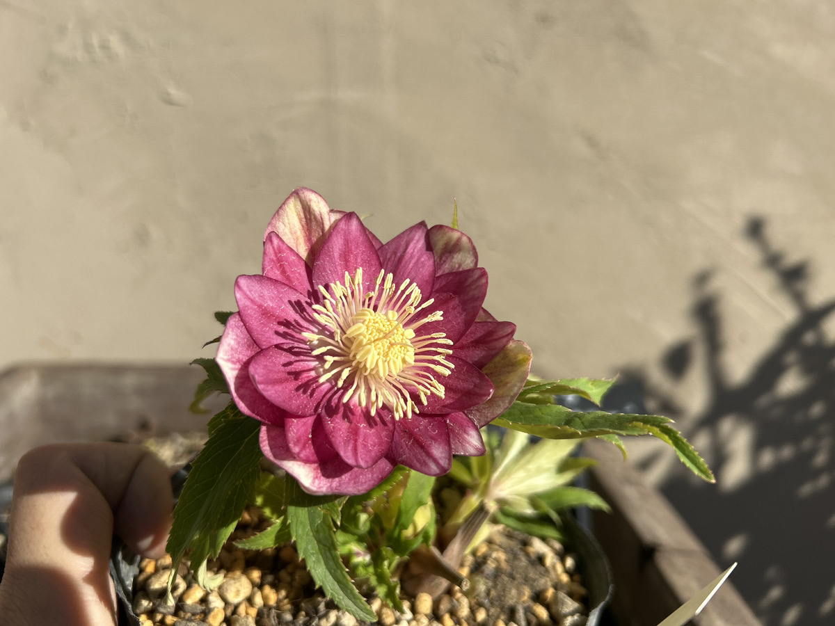 いよいよシーズン開始!! 加藤農園クリスマスローズ大集合!! | オザキ