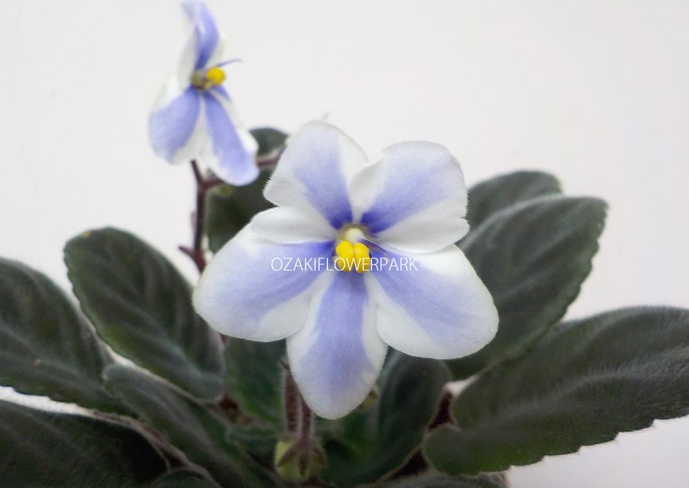 セントポーリア Zaca's ette 開花株 縞花 希少品種 セントポーリア