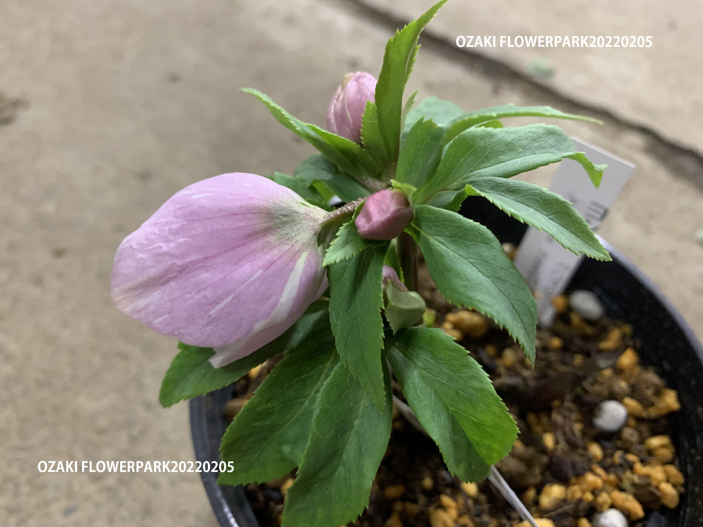 1F|クリスマスローズ入荷情報です！ | オザキフラワーパーク | オザキ