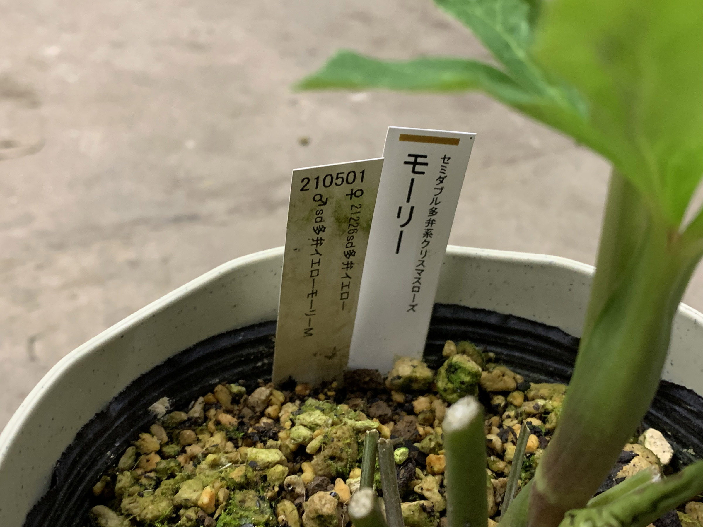 1F|クリスマスローズ追加(加藤農園 千重咲きモーリー!!) | オザキ