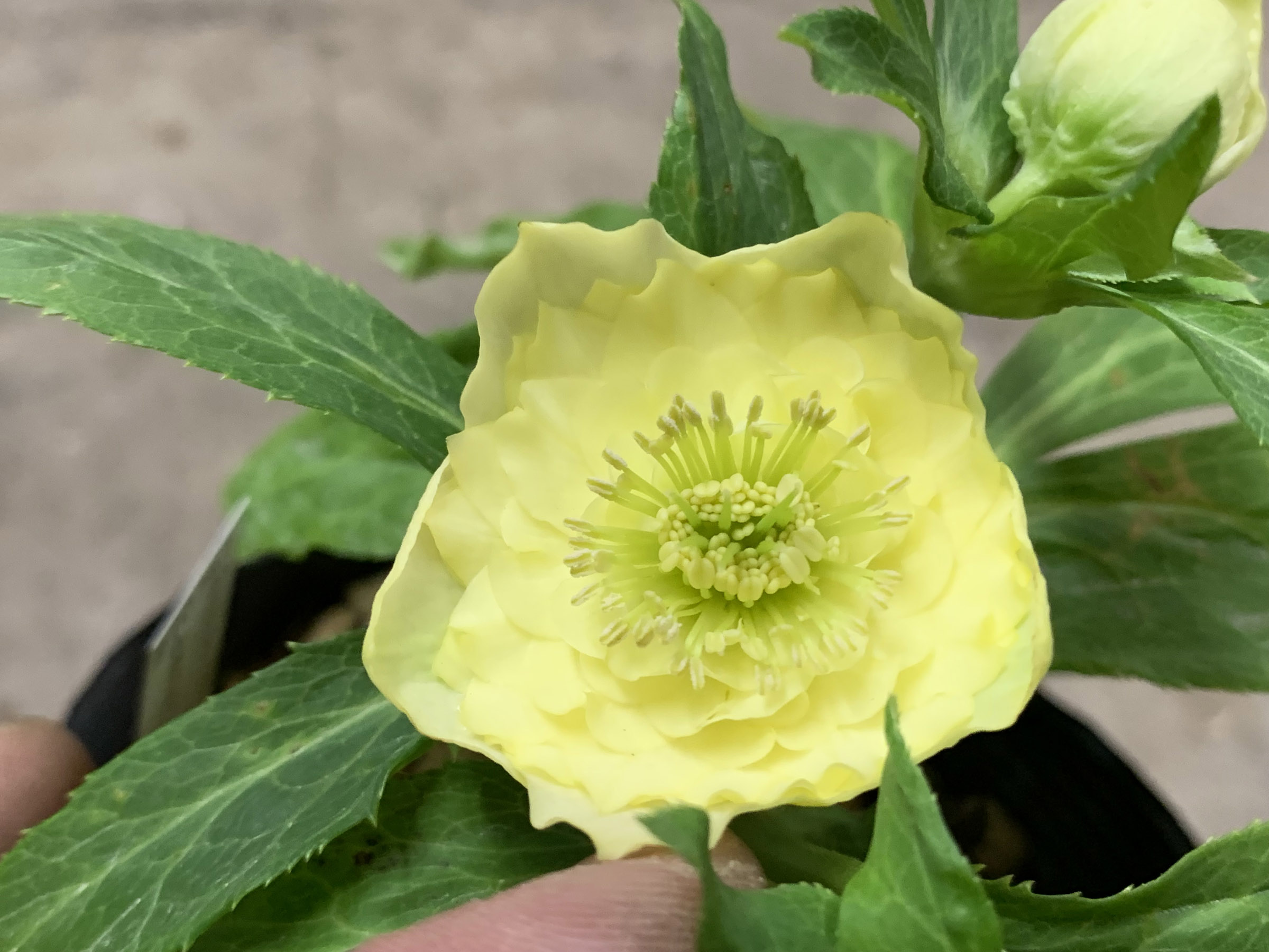 1F|クリスマスローズ追加(加藤農園 千重咲きモーリー!!) | オザキ