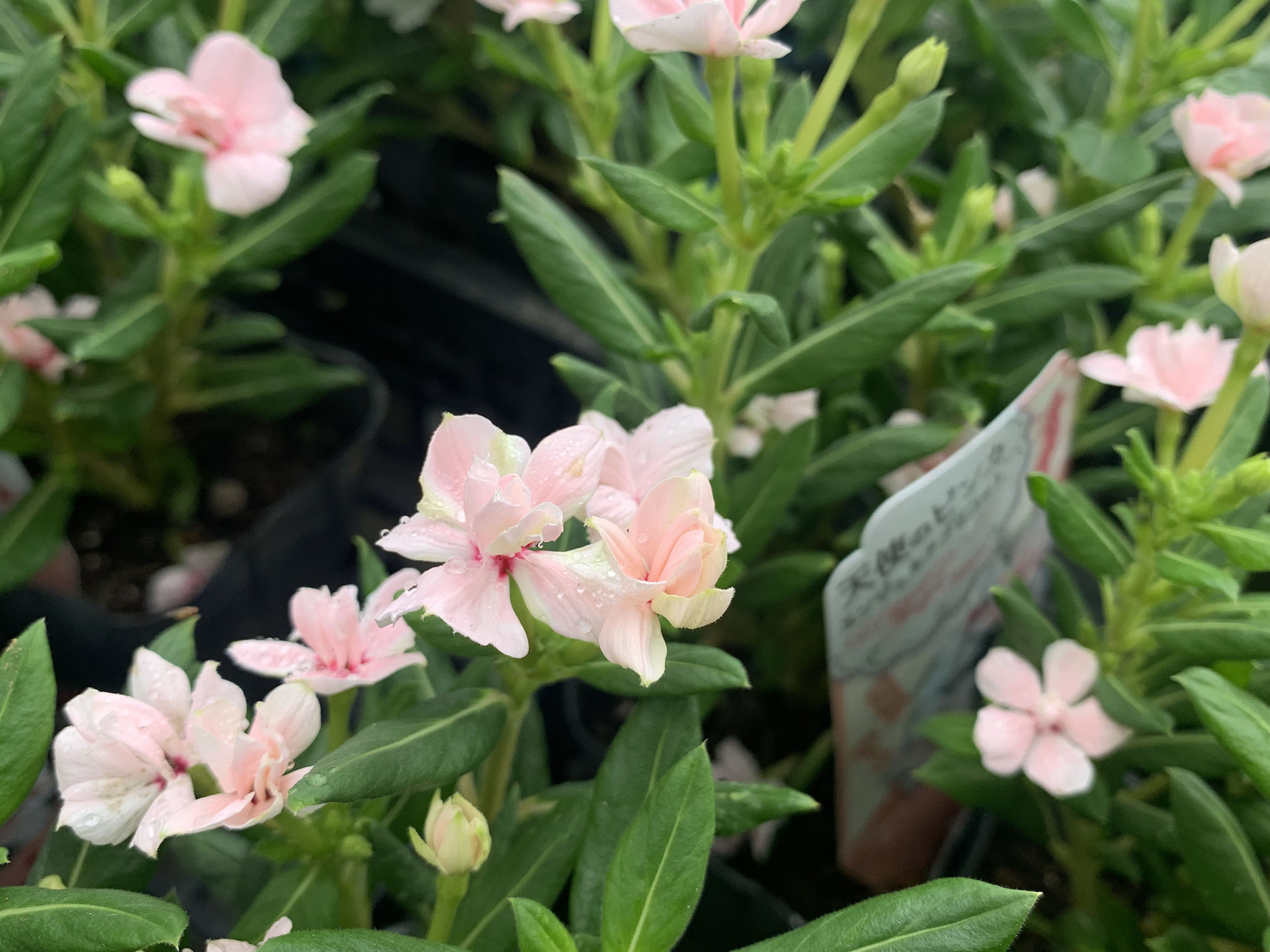 1F|入荷商品ピックアップ | オザキフラワーパーク | オザキフラワーパーク