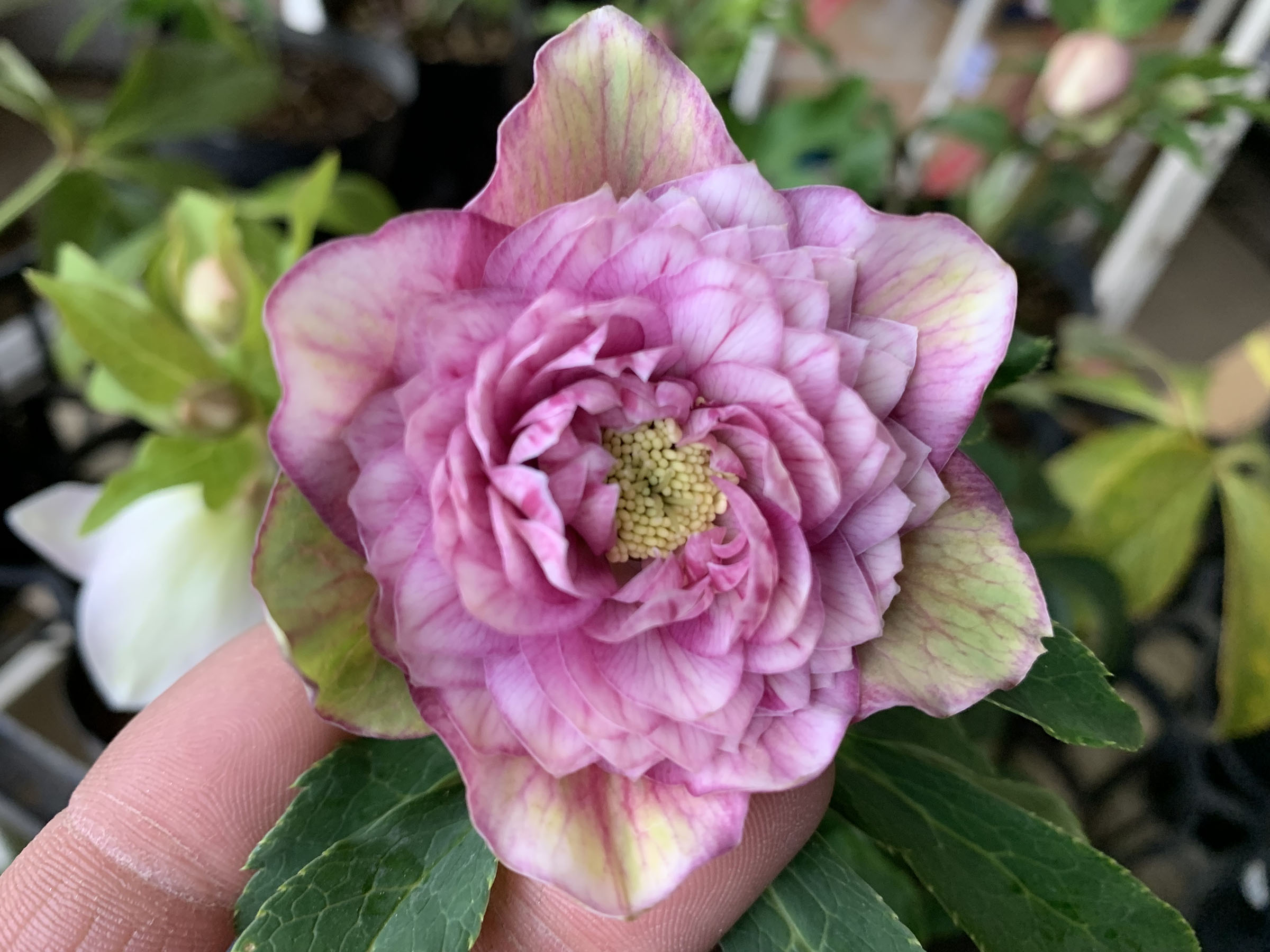 1F|入荷商品ピックアップ(ｸﾘｽﾏｽﾛｰｽﾞ、草花) | オザキフラワーパーク