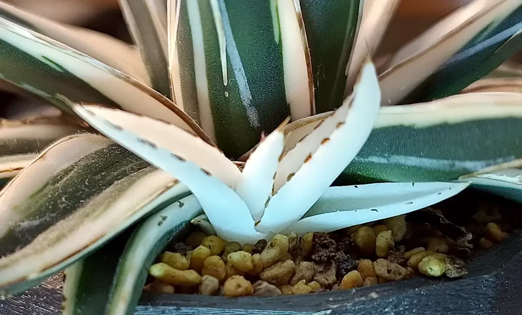 アガベ・笹の雪「氷山」の購入と成長記録 | アガベの成長をただ記録