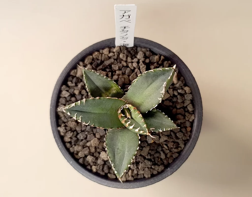 アガベ チタノタ「海王」購入と成長記録 | アガベの成長をただ記録する