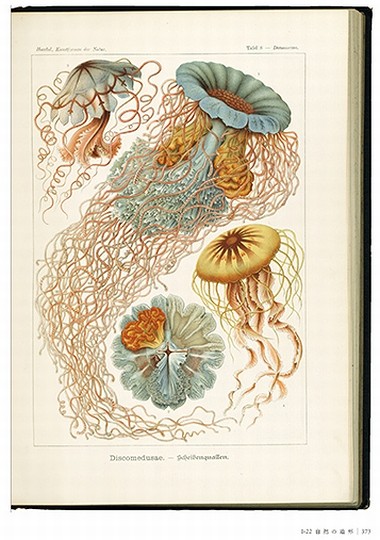 博物画の楽しみを知る “博物学黄金時代”に出版された、美しく貴重な