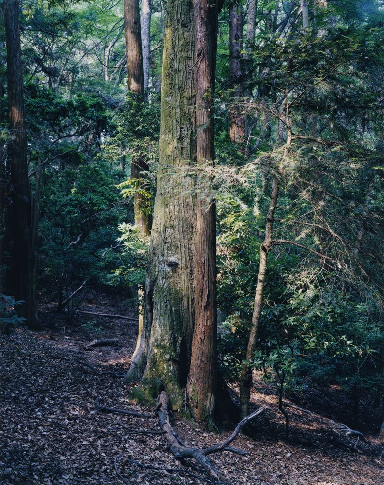 上田義彦写真展「Forest 印象と記憶 1989-2017」 | 朝日新聞デジタル