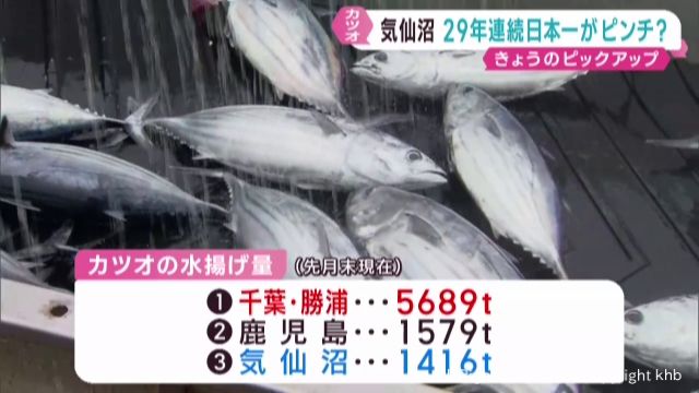 29年連続カツオ水揚げ日本一がピンチ お盆過ぎの戻りガツオに期待