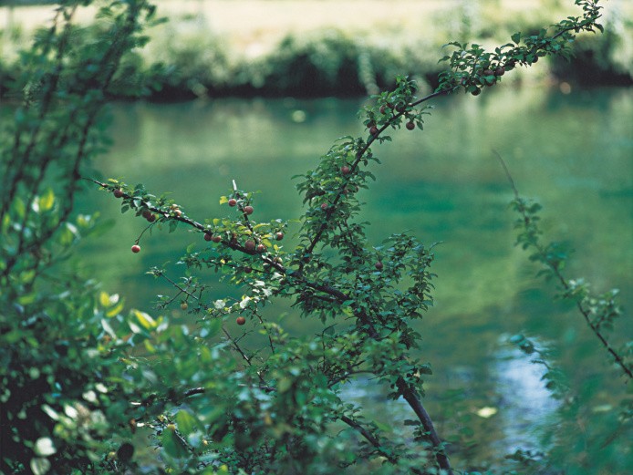 鈴木理策写真集「知覚の感光板」 画家たちが訪れた地、作為排して表現