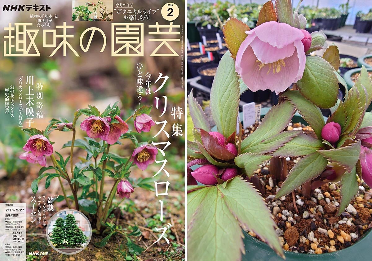 幻の花 ヘレボルス・チベタヌス〉クリスマスローズの可能性を探る