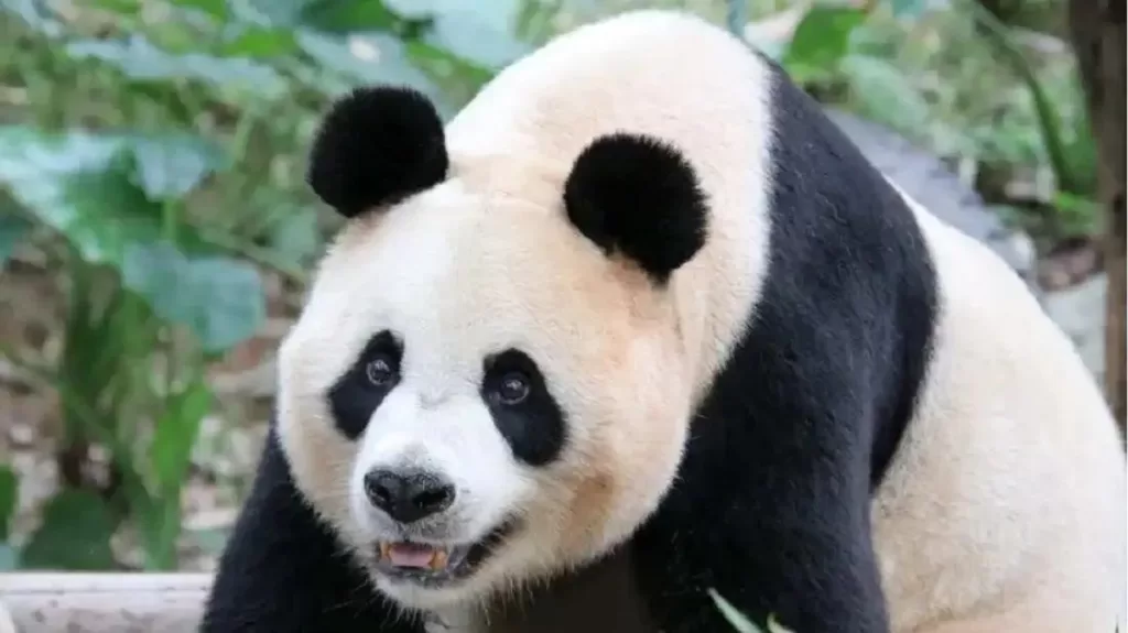 Panda Ju Xiao: The Legendary Mother of Panda Triplets - Pandatribe