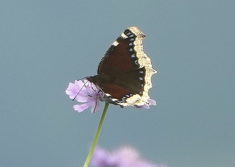 夏の〆 ④ 有終の美 キベリタテハ - Papillonesque(パピヨネスク)