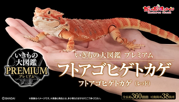 いきもの大図鑑プレミアム フトアゴヒゲトカゲ レッド&イエローセット