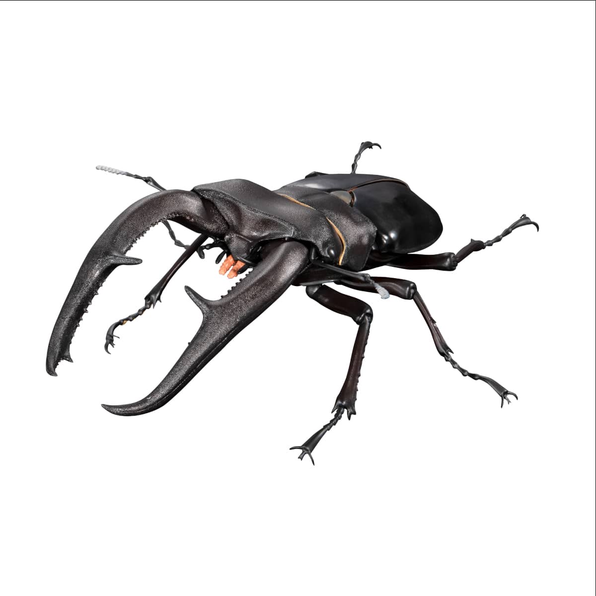 いきもの大図鑑プレミアム マンディブラリスフタマタクワガタ