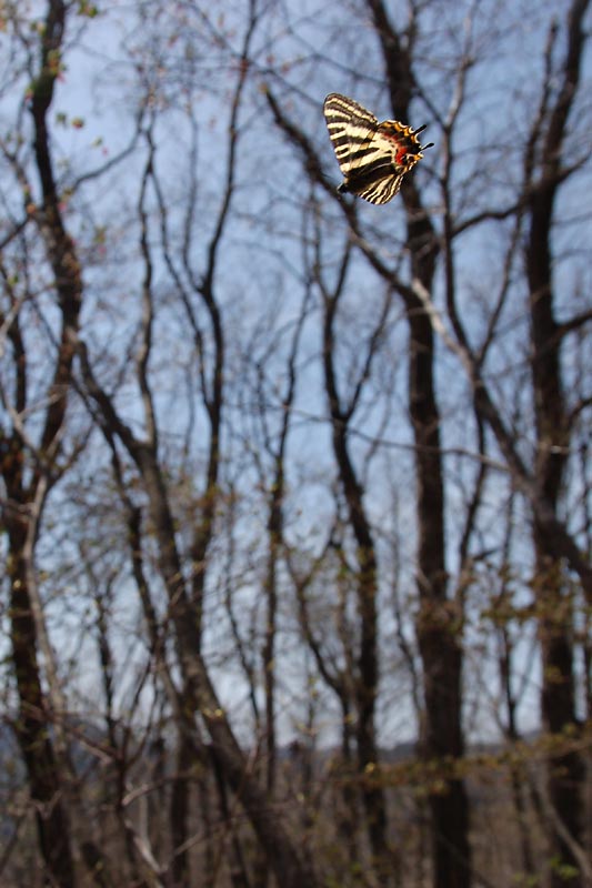 福島県のギフチョウ Ludorfia japonica in Fukushima Pref.